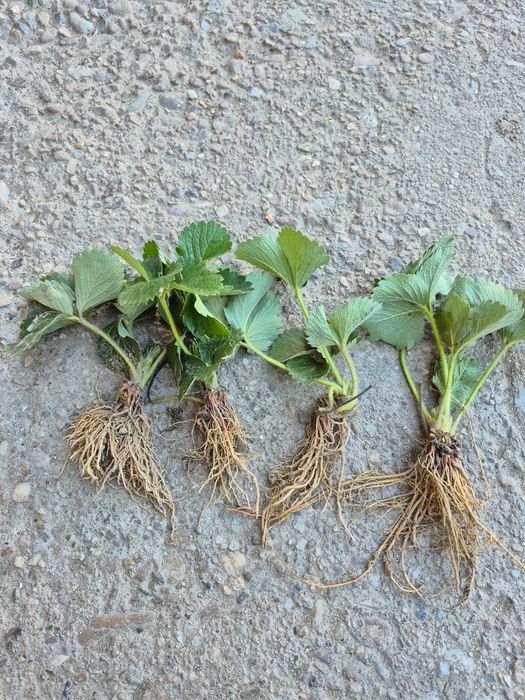 Vand stoloni de căpșuni