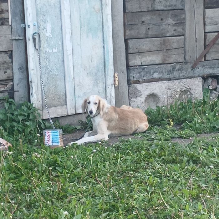 Охотничья собака