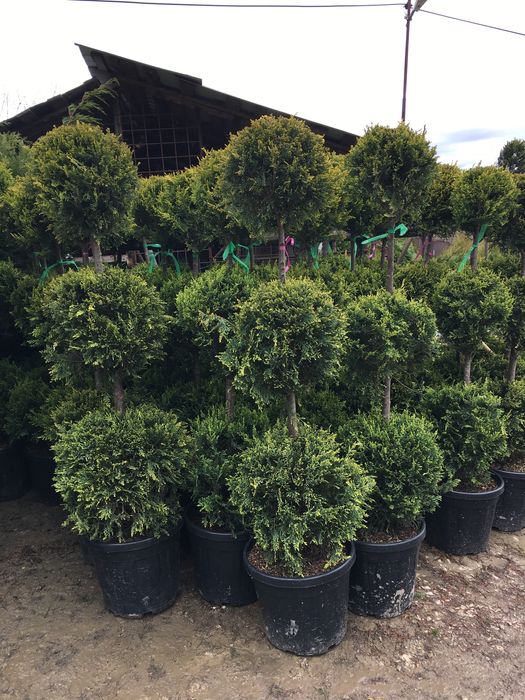 Catalpa / Pon Pon / Palmier Cycas