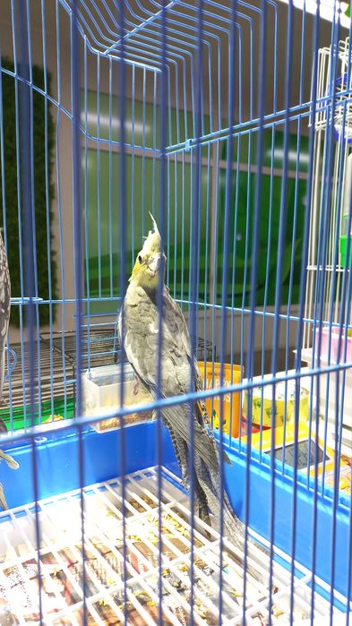 Кореллы молодые ручные