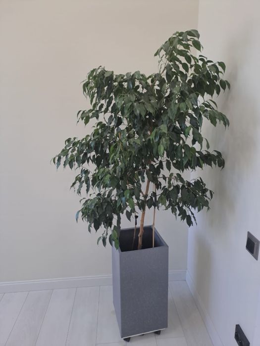 Фикус Бенджамина продам