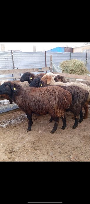 Кой козы сатылады сойып беремз