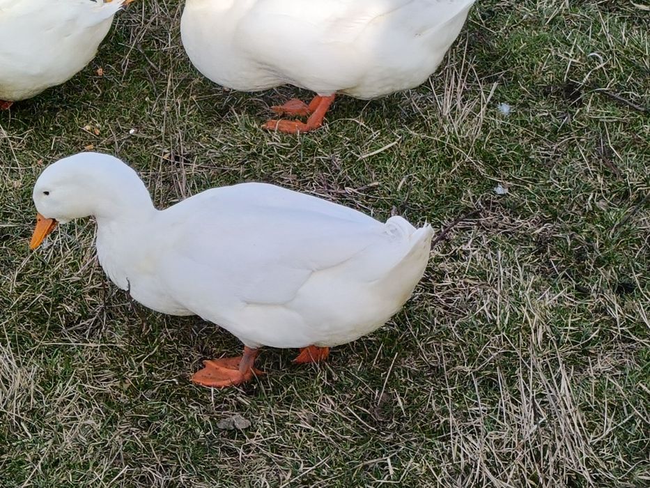 Vând rate rasa Pekin