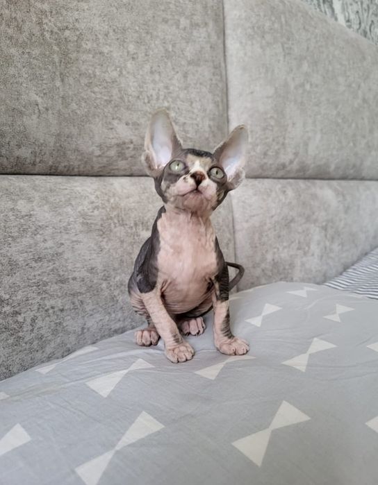 Детки Донские Сфинксы.