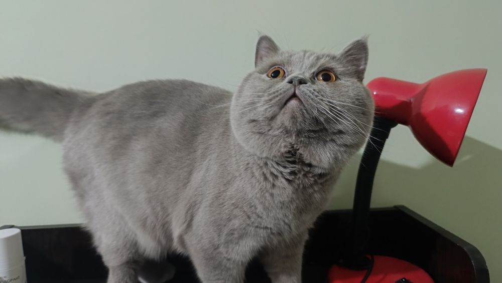 сотилади тоза кон британец