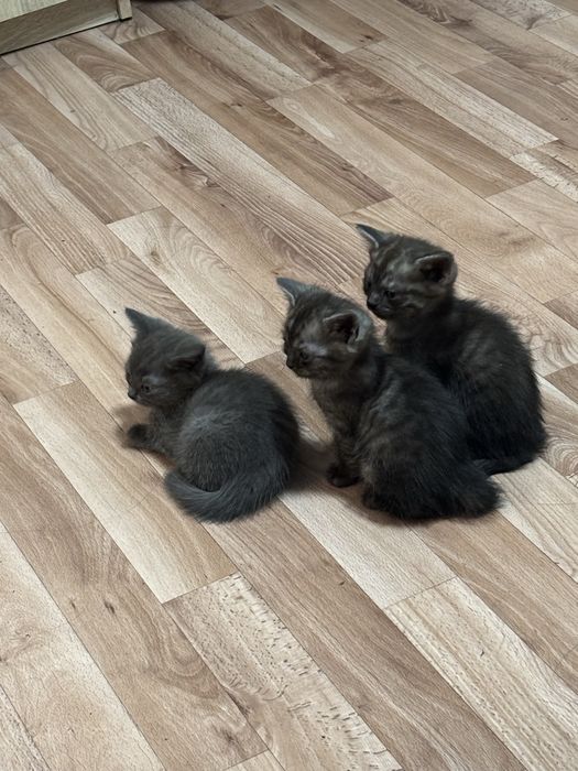 Котята британцы красивые