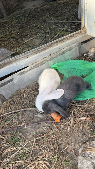 продам миленьких кроликов
