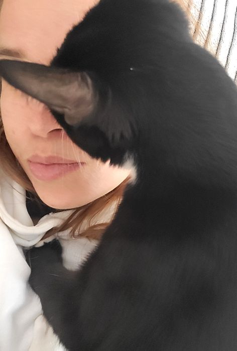 Plimbari/vizite animale de companie