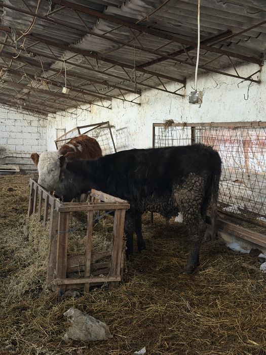 de vanzare o vitea si un tauras!!