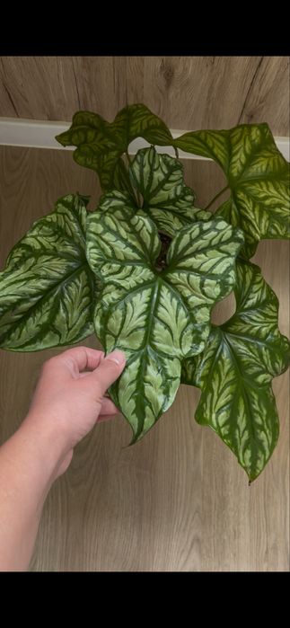 Церсестис Мирабиллис