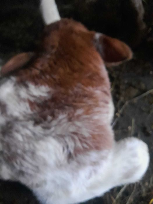 vand tauras rasa albastru belgian