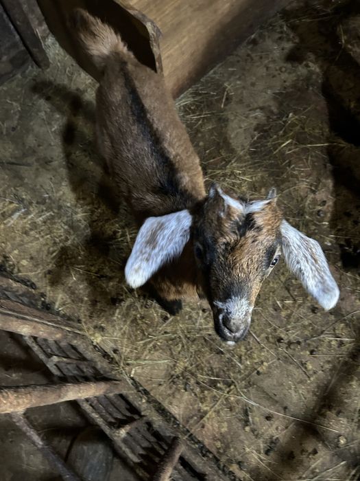 Продажа козлята молодые