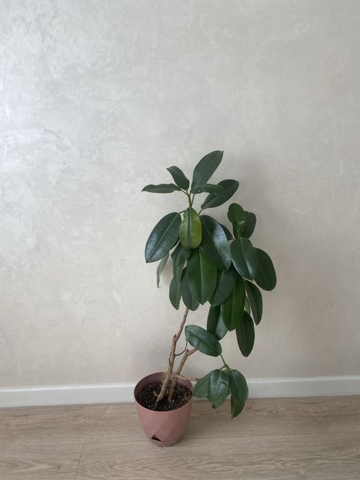 Продаю Фикус домашний. Взрослое растение