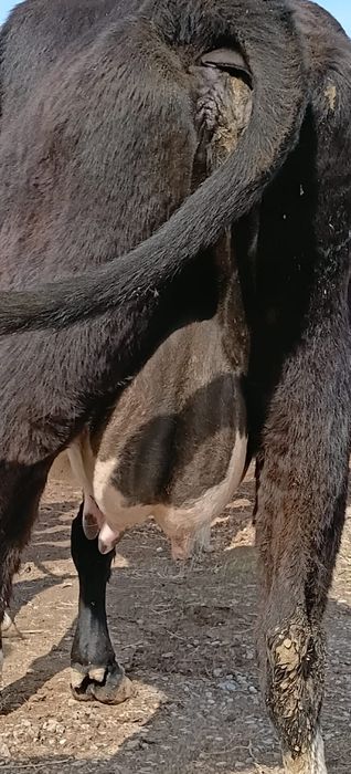 Бұзаулы сиыр сатылады