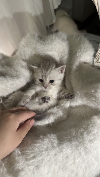 Шотландкие котята