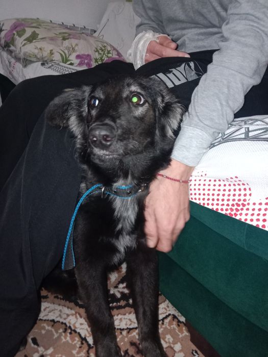 Отдам собачку в добрые руки