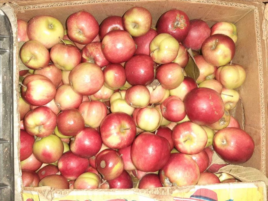 Продам яблоки домашние