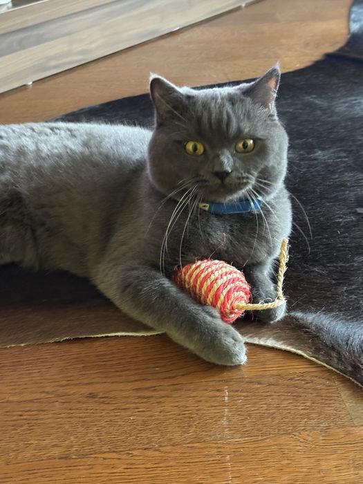 Motan british shorthair blue