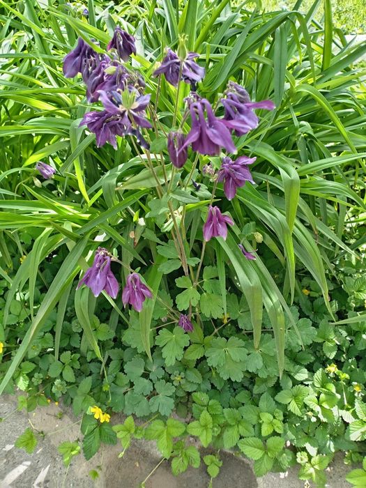 Продаётся садовые цветы