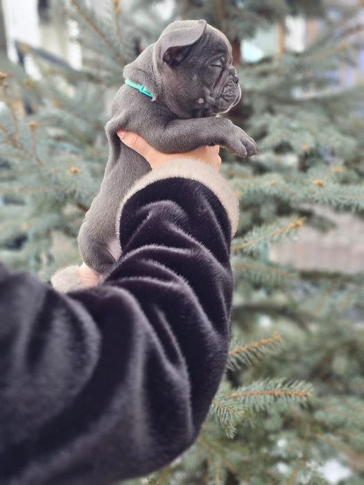 Щенки Французского будьдога мальчик