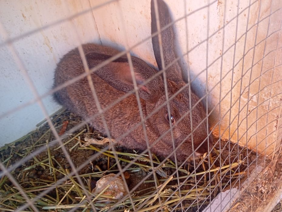 Продам кроликов домашних