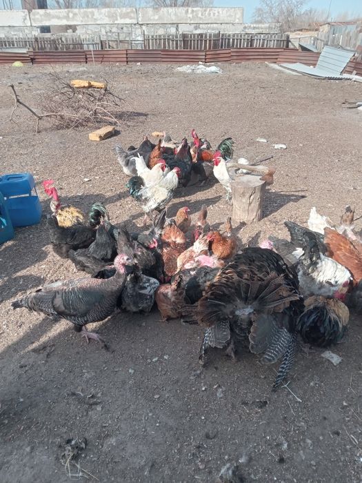 Продам петухов, домашние...