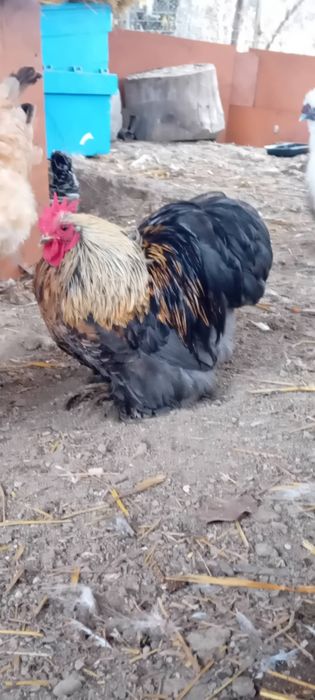 Cochinchina pitic