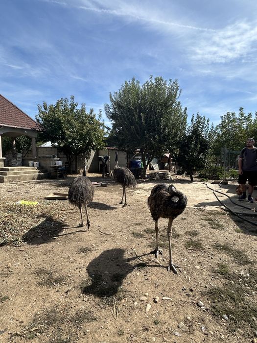 Păsări Emu de vânzare