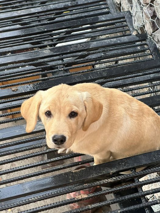 Щенок Лабродора девочка