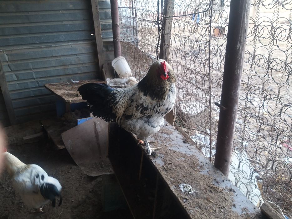 продаётся молодые петухи