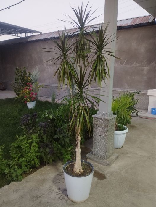 комнатные цветы для дома и офиса