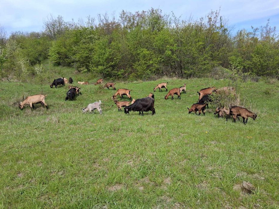 Vând capre alpine și carpatine