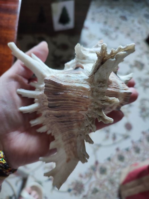 Продам красивые ракушки