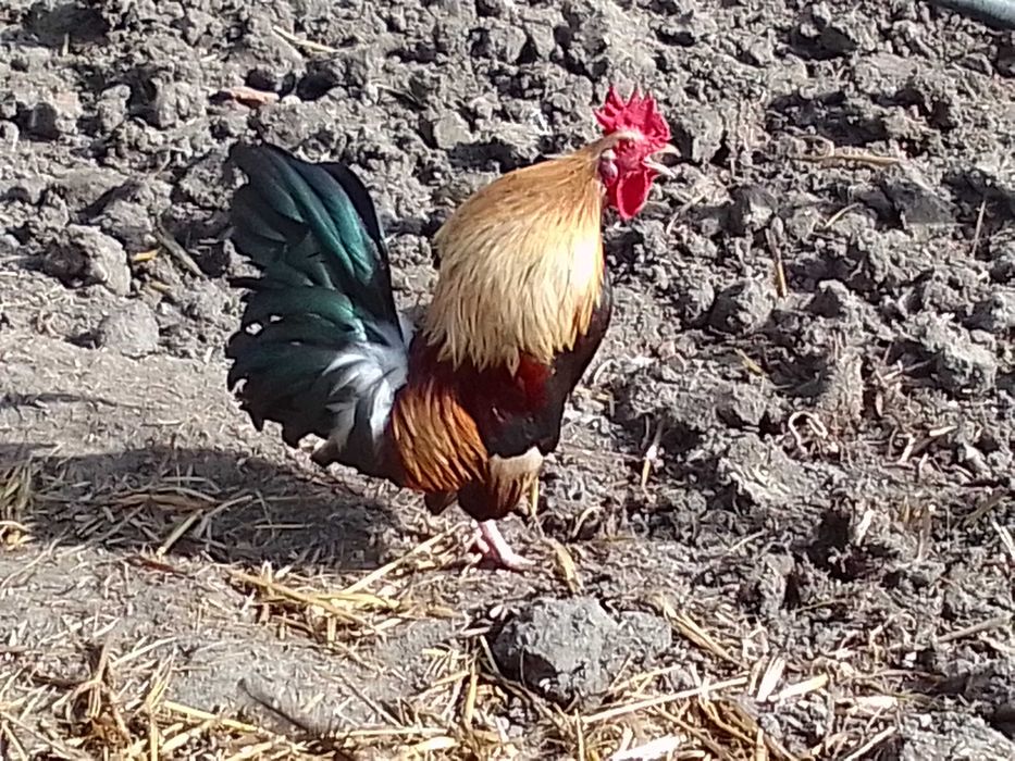 Яйца от красиви, породисти кокошки!