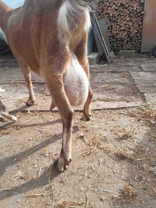 Tapi Anglo-Nubieni de vanzare