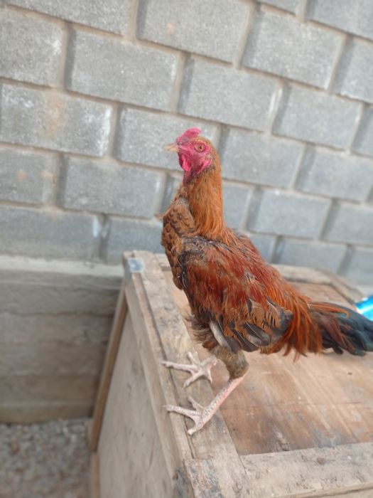 Жаксы шөже 10 ай