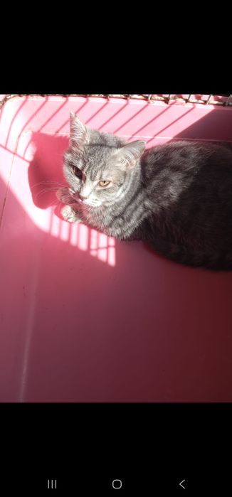 Котенок 5 месяцев