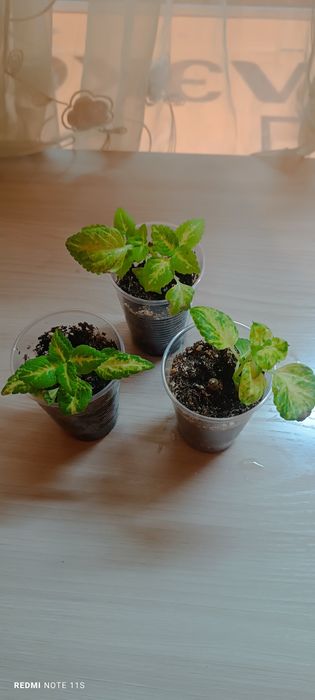 Колеусы. Укорененные отростки