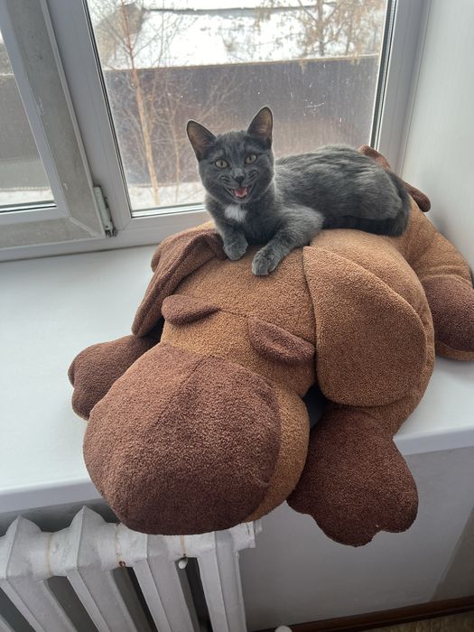 Отдам кошечку бесплатно