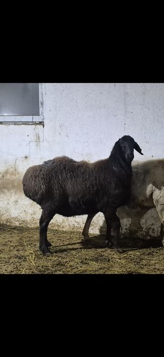 Арашан қойлар - Арашаны овцематки