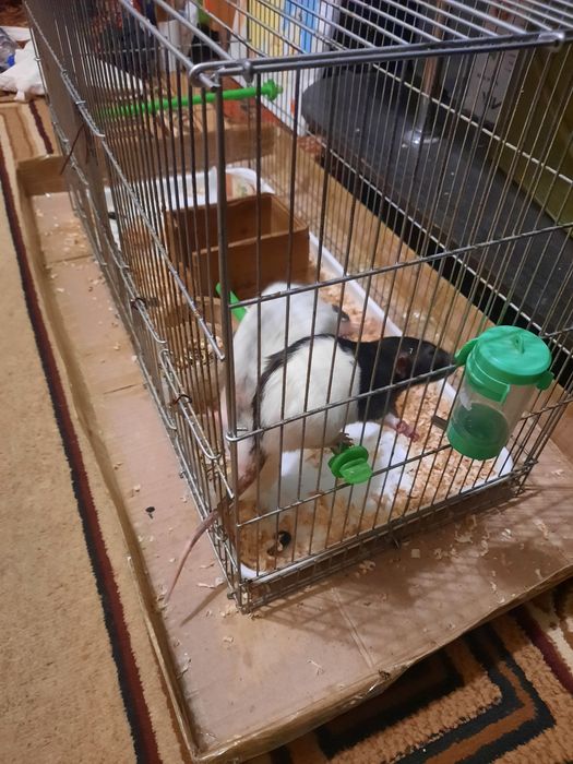 Продам декоративных крыс