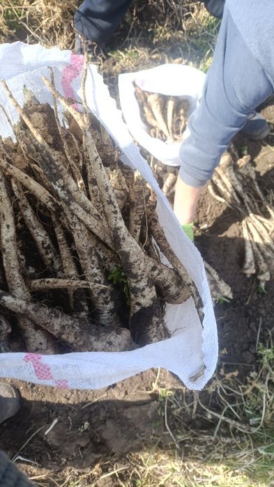 Patrunjel de rădăcină