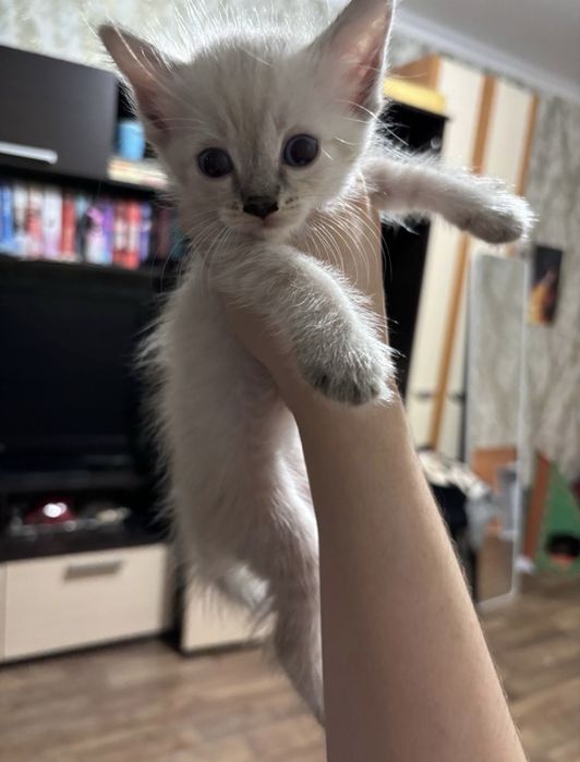 Котята , мать сиамская
