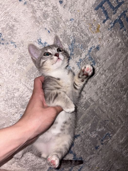 Отдам котёнка в добрые руки