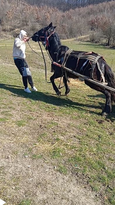 Vând cârlan de 1 an și 11 luni