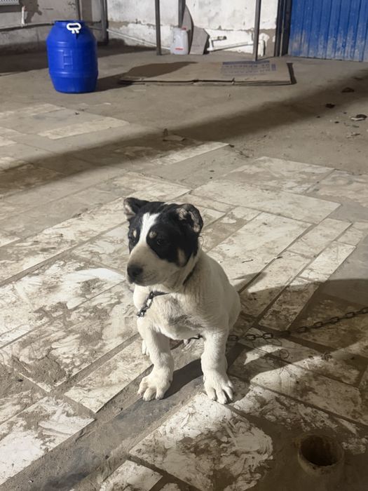 Продам шенка алабая