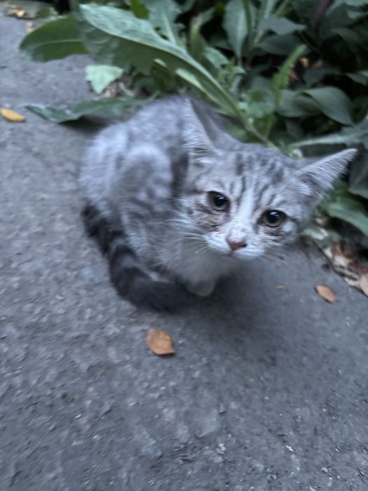 котенок уличный маленький