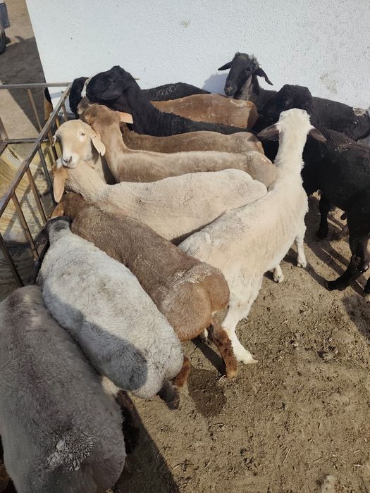 Қойлар    Бараны