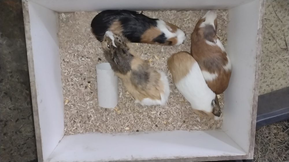 Porcusor de Guineea.  Porcusor de Guineea