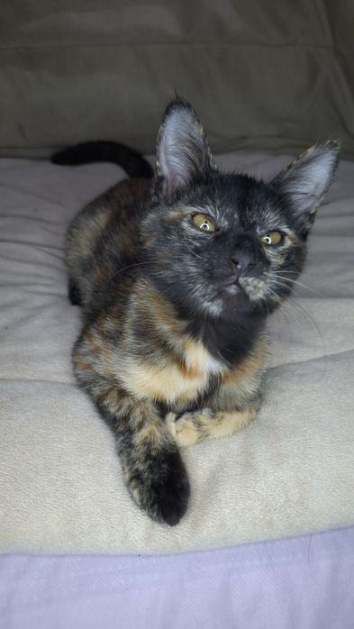 Ищем заботливых и любящих хозяев